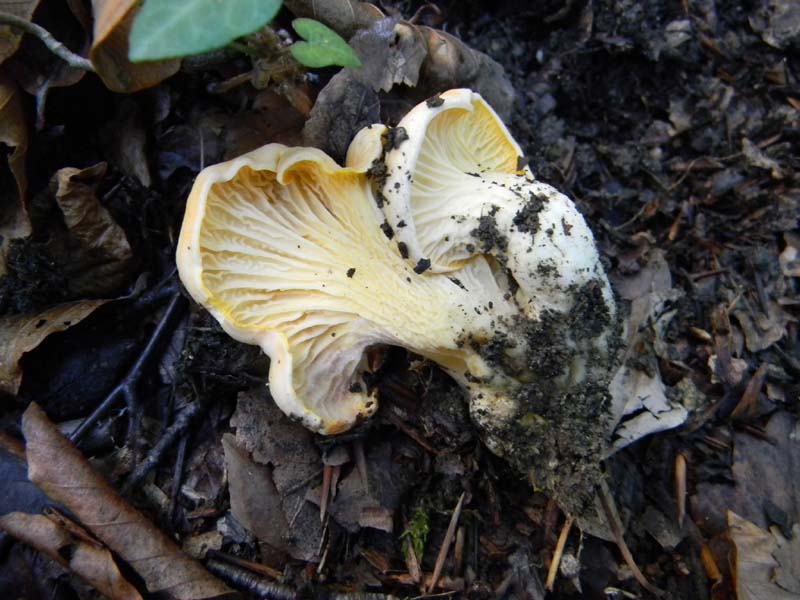 3� gruppo ritrovamenti del 15.10.2010.